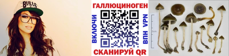 Купить  Берёзовский  Псилоцибиновые грибы Psilocybine cubensis 